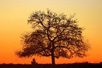 Lever du soleil sur le Veluwe