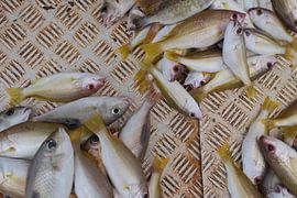 Vissen 2 by Annelies van der Vliet