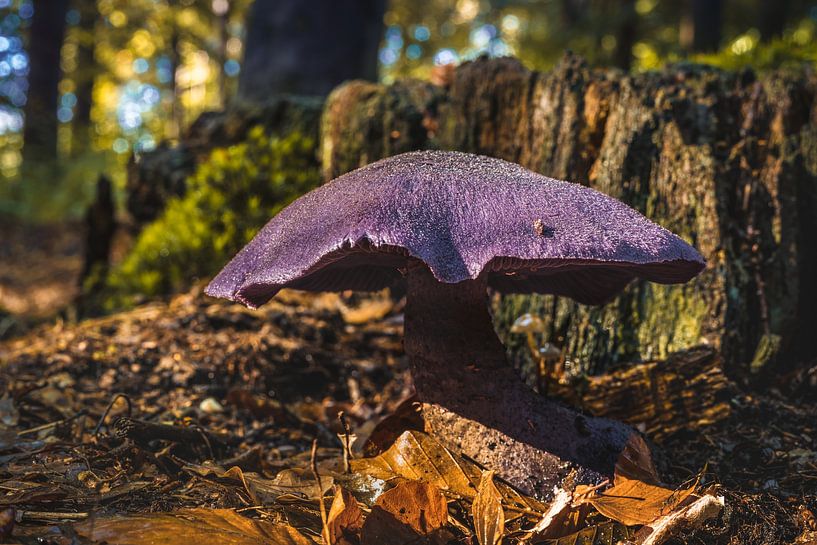 Dunkelvioletter Schleierling von rosstek ®