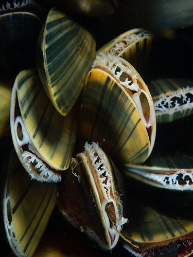 Mosselen van René Weterings