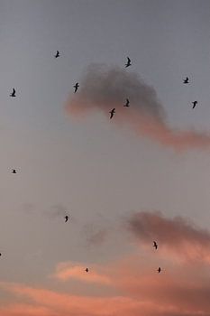 Fliegende Vögel. Möwen. Rosa Sonnenuntergang. Kunstfotografie.