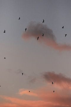 Vliegende vogels. Meeuwen. Roze zonsondergang. Fine art fotografie.