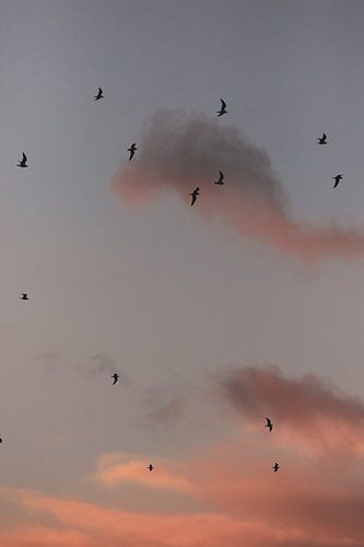 Flying birds. Gulls. Pink sunset. Fine art photography.