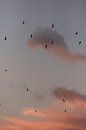 Vliegende vogels. Meeuwen. Roze zonsondergang. Fine art fotografie. van Quinten van Ooijen thumbnail