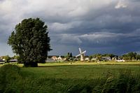 Tenacious tree in the field
