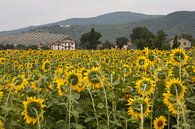 Sonnenblumen von Jim van Iterson Miniaturansicht