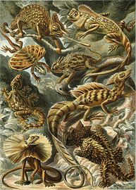 Lacertilia, Ernst Haeckel