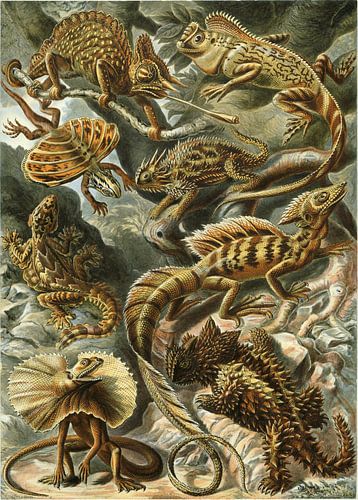 Lacertilia, Ernst Haeckel