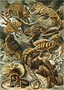 Lacertilia, Ernst Haeckel van Meesterlijcke Meesters thumbnail