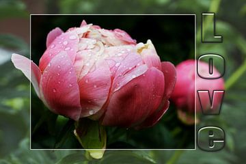 Peony - Liefde