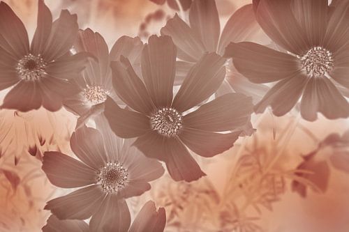 Herfstbloemen Aardetinten