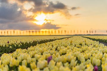 Gele tulpen tijdens zonsopkomst