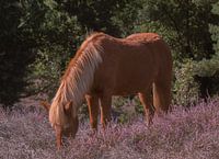 Poney entre les landes pourpres
