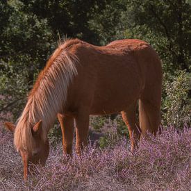 Pony tussen de paarse Heide van PPS Fotografie