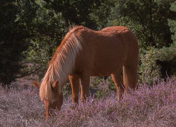 Pony tussen de paarse Heide van PPS Fotografie