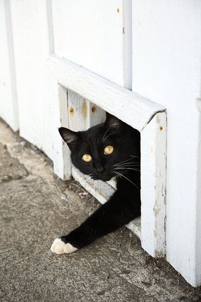 Cat crawls through hatch by Marit Lindberg