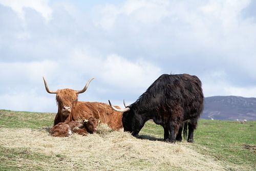 Highlander écossais