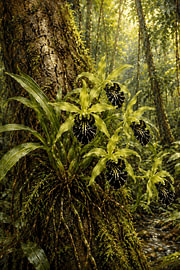 Schwarze Orchidee aus Kalimantan von Vínculae