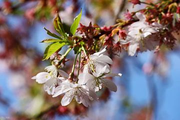 springtime! ... under the cherry tree 03 van Meleah Fotografie