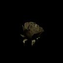 Die letzte Rose im Dezember von Ribbi Miniaturansicht