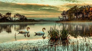 Swans in the dunes at a beautiful sunset by Ferdinand Mul