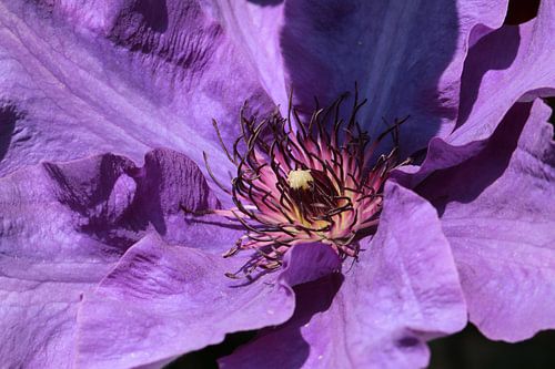 The heart of a purple clematis