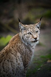 Ich seh dich. von Tierfotografie.Harz