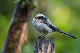 Long-tailed Tit by Raymond Engelen