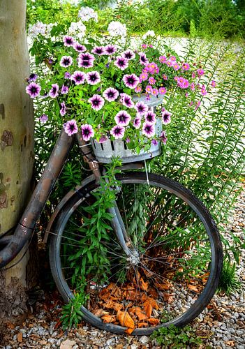 Een roestige oude fiets versierd met bloemen