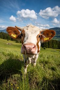 Douce vache de l'Allgäu