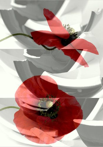 Broken poppies