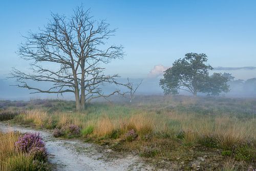De Kalmthoutse heide in de ochtendmist