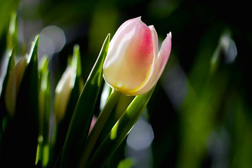 Witte tulp