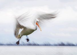 Dalmatian Pelican, Pelecanus crispus by Beschermingswerk voor aan uw muur