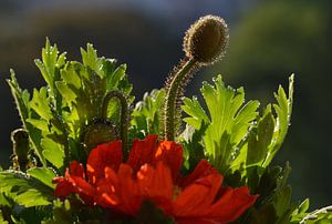 Mohnblume