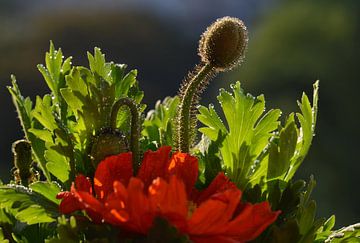 Klaproos bloem van Violetta Honkisz