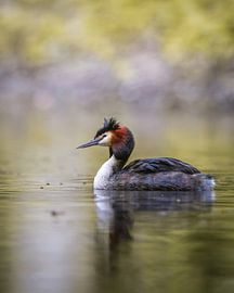 Haubentaucher im Amsterdamer Wald von Tom Zwerver