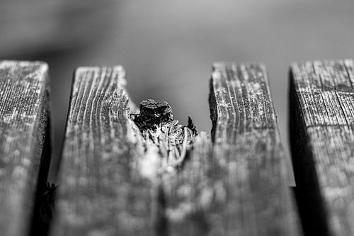 Knorrig von Lianne van Dijk