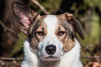 Blick eines Hundes