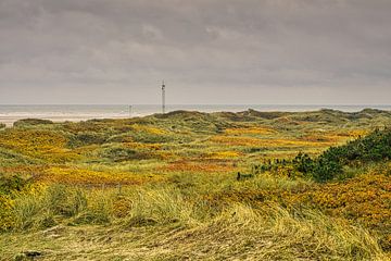 Blåvand dunes landscape in Denmark at the North Sea by Martin Köbsch