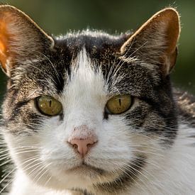 Katzenporträt (Nahaufnahme) von Cees van Vliet