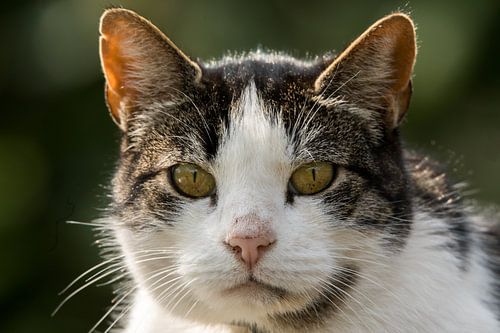 Cat portrait (close-up)