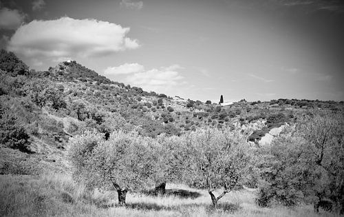 Orchard with chapel in Aragon