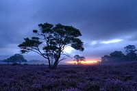 Blauwe uurtje Zuiderheide Hilversum.