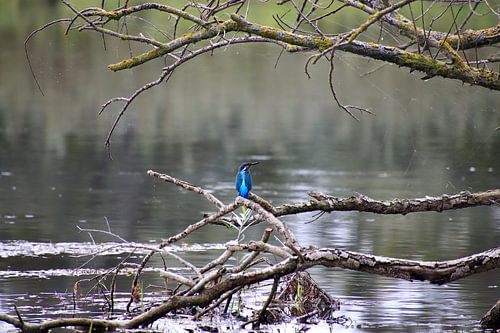 Der Eisvogel in seinem natürlichen Lebensraum