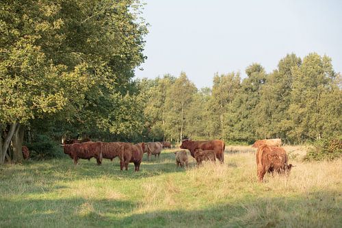 Een kudde Schotse Hooglanders met kalveren