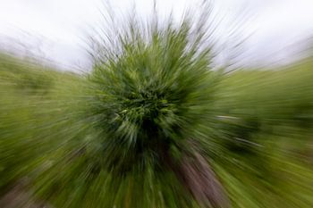 Baum in ICM