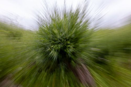Boom in ICM