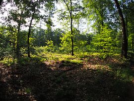 Rising sun in the forest 5