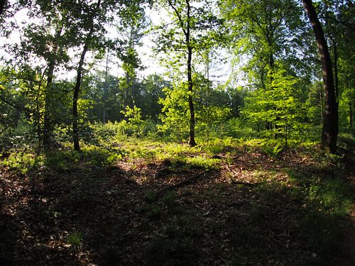 Soleil levant dans la forêt 5